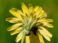 Sonchus tennerimus 24, Slipbladmelkdistel, Saxifraga-Sonja Bouwman  1082. Slipbladmelkdistel - Sonchus tennerimus - Asteraceae familie