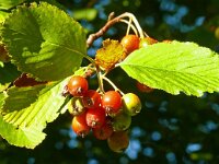 Sorbus aria 19, Meelbes, Saxifraga-Hans Grotenhuis