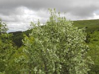 Sorbus aria 27, Meelbes, Saxifraga-Ed Stikvoort : Pierre de Haute