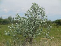Sorbus aria 32, Meelbes, Saxifraga-Ed Stikvoort
