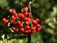 Sorbus aucuparia 44, Wilde lijsterbes, Saxifraga-Jan van der Straaten