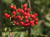 Sorbus aucuparia 45, Wilde lijsterbes, Saxifraga-Jan van der Straaten