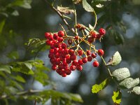 Sorbus aucuparia 46, Wilde lijsterbes, Saxifraga-Jan van der Straaten