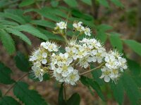 Sorbus aucuparia 47, Wilde lijsterbes, Saxifraga-Ed Stikvoort