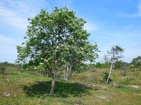 Sorbus aucuparia 48, Wilde lijsterbes, Saxifraga-Ed Stikvoort