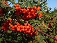 Sorbus aucuparia 49, Wilde lijsterbes, Saxifraga-Ed Stikvoort