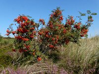 Sorbus aucuparia 50, Wilde lijsterbes, Saxifraga-Ed Stikvoort
