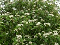 Sorbus aucuparia 51, Wilde lijsterbes, Saxifraga-Ed Stikvoort