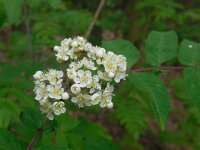 Sorbus aucuparia 52, Wilde lijsterbes, Saxifraga-Ed Stikvoort