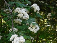 Sorbus aucuparia 53, Wilde lijsterbes, Saxifraga-Ed Stikvoort