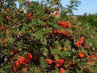 Sorbus aucuparia 54, Wilde lijsterbes, Saxifraga-Ed Stikvoort