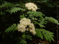 Sorbus aucuparia 55, Wilde lijsterbes, Saxifraga-Ed Stikvoort