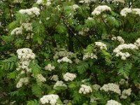 Sorbus aucuparia 56, Wilde lijsterbes, Saxifraga-Ed Stikvoort
