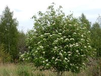 Sorbus aucuparia 57, Wilde lijsterbes, Saxifraga-Ed Stikvoort