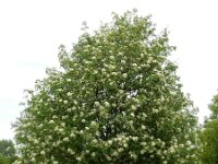 Sorbus aucuparia 58, Wilde lijsterbes, Saxifraga-Ed Stikvoort