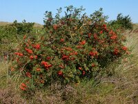 Sorbus aucuparia 59, Wilde lijsterbes, Saxifraga-Ed Stikvoort