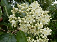 Sorbus intermedia 14, Zweedse lijsterbes, Saxifraga-Ed Stikvoort