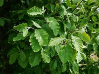 Sorbus intermedia 7, Zweedse lijsterbes, Saxifraga-Ed Stikvoort