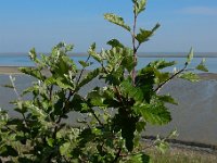 Sorbus intermedia 8, Zweedse lijsterbes, Saxifraga-Ed Stikvoort