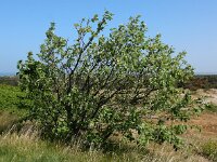Sorbus intermedia 12, Zweedse lijsterbes, Saxifraga-Ed Stikvoort