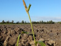 Sorghum bicolor 2, Kafferkoren, Saxifraga-Ed Stikvoort