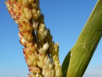 Sorghum bicolor 3, Kafferkoren, Saxifraga-Ed Stikvoort