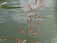 Sorghum halepense 10, Wilde sorgo, Saxifraga-Ed Stikvoort