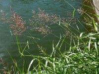 Sorghum halepense 9, Wilde sorgo, Saxifraga-Ed Stikvoort