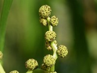 Sparganium erectum 37, Grote egelskop, Saxifraga-Sonja Bouwman