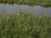 Spartina anglica 11, Engels slijkgras, Saxifraga-Willem van Kruijsbergen