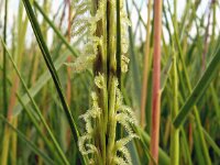 Spartina anglica 14, Engels slijkgras, Saxifraga-Hans Grotenhuis