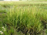 Spartina anglica 15, Engels slijkgras, Saxifraga-Hans Grotenhuis