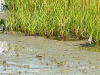 Spartina anglica 16, Engels slijkgras, Saxifraga-Hans Grotenhuis