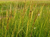 Spartina anglica 17, Engels slijkgras, Saxifraga-Hans Grotenhuis
