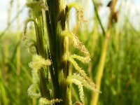 Spartina anglica 18, Engels slijkgras, Saxifraga-Hans Grotenhuis