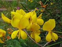 Spartium junceum 36, Spaanse brem, Saxifraga-Hans Grotenhuis