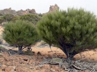 Spartocytisus supranubius 12, Saxifraga-Hans Grotenhuis