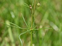 Spergula arvensis 19, Gewone spurrie, Saxifraga-Sonja Bouwman