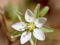 Spergularia flaccida