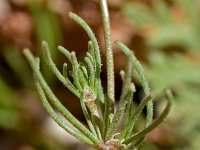 Spergularia flaccida 2, Saxifraga-Sonja Bouwman  Spergularia flaccida - Caryophyllaceae familie