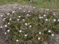 Spergularia marina, Lesser Sea-spurrey