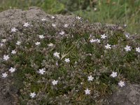 Spergularia marina 2, Zilte schijnspurrie, Saxifraga-Willem van Kruijsbergen