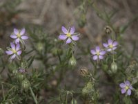 Spergularia rubra 46, Rode schijnspurrie, Saxifraga-Willem van Kruijsbergen