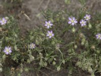 Spergularia rubra 47, Rode schijnspurrie, Saxifraga-Willem van Kruijsbergen