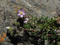 Spergularia rupicola