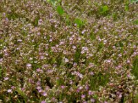Spergularia tangerina