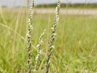 Spiranthes sinensis