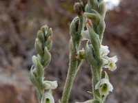 Spiranthes spiralis 28, Herfstschroeforchis, Saxifraga-Ed Stikvoort