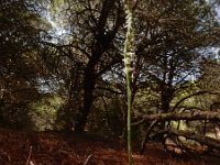 Spiranthes spiralis 29, Herfstschroeforchis, Saxifraga-Ed Stikvoort