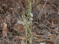 Spiranthes spiralis 30, Herfstschroeforchis, Saxifraga-Ed Stikvoort